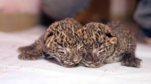 Satara district, Hingnole village, karad, forest department reunited leopard cubs, mother