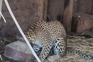 neck of the leopard which was in search of food and water got stuck in water pot