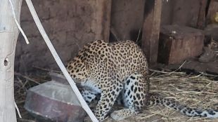 neck of the leopard which was in search of food and water got stuck in water pot
