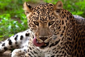 Leopards escape from Katraj Zoo Pune print news