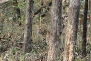 When a leopard came in front of Karkare couple who were giving nature education to students