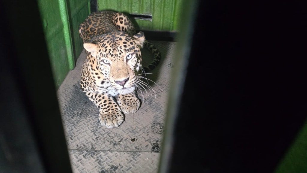 The leopard that escaped from the Rajiv Gandhi Zoo in Katraj was finally arrested