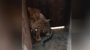 A leopard was caught in a cage near the old station wadi at Deolali camp