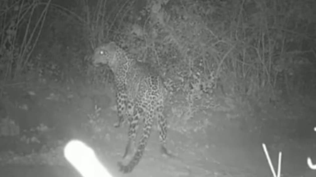 leopard spotted in kinhavali