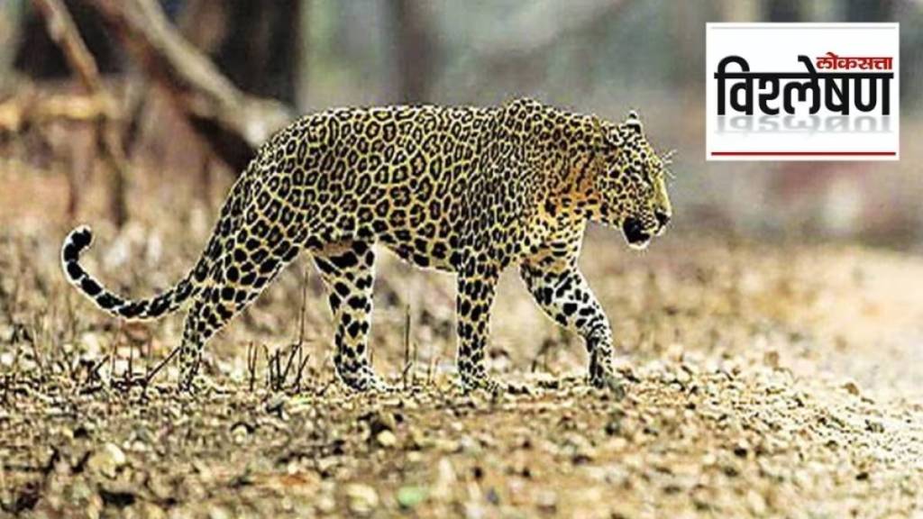 loksatta analysis report on status of leopards in india