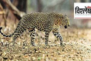 loksatta analysis report on status of leopards in india
