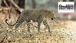 loksatta analysis report on status of leopards in india