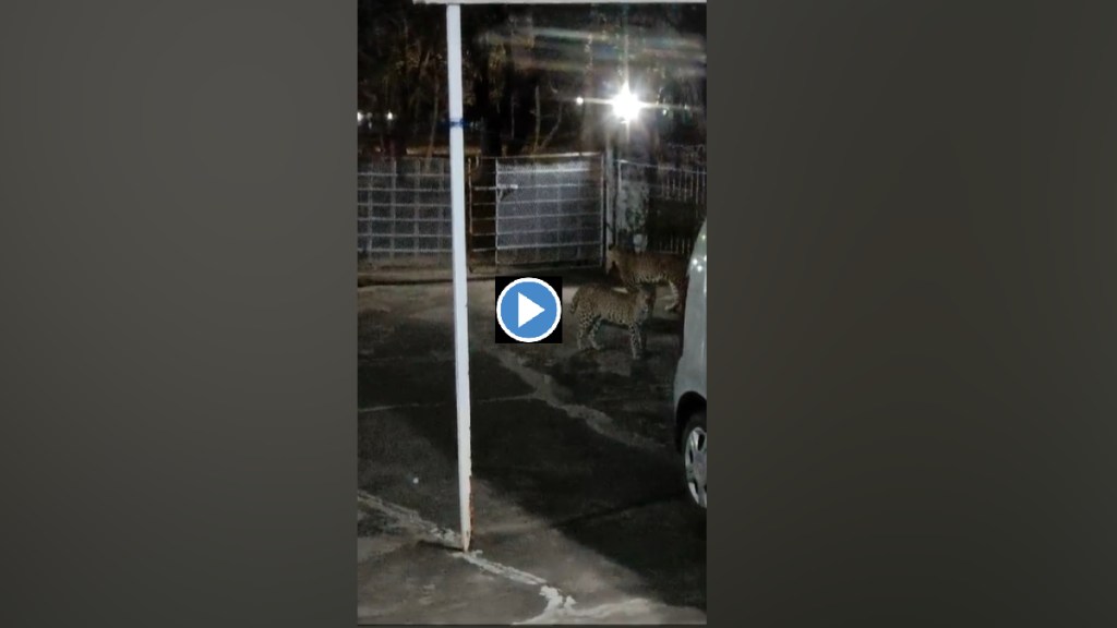 Chandrapur, Bhadravati, Leopard Family, premise of house, Terror, Video Goes Viral,