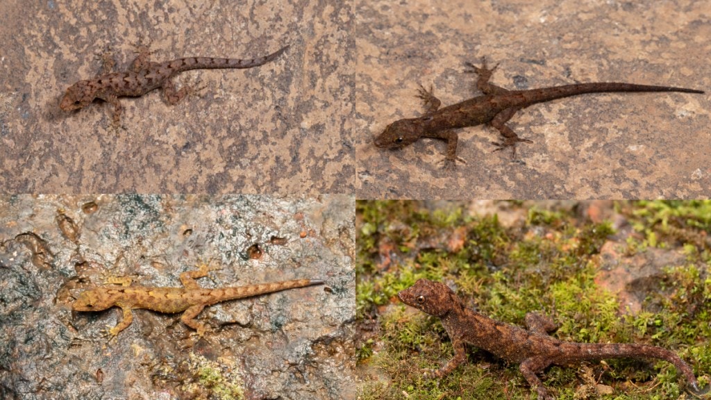 Discovery of four new species of lizard from Kolhapur and Sangli districts  Nagpur