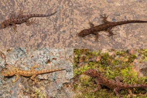 Discovery of four new species of lizard from Kolhapur and Sangli districts  Nagpur