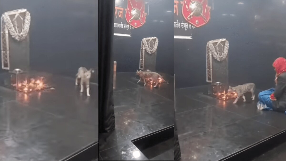 cat circumambulating the idol in Shani's temple