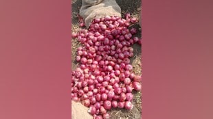 Onion Prices, Surge in Retail Markets, Export Ban, Continue, prediction, Production Shortfall, farmers, pune, nashik, maharashtra,