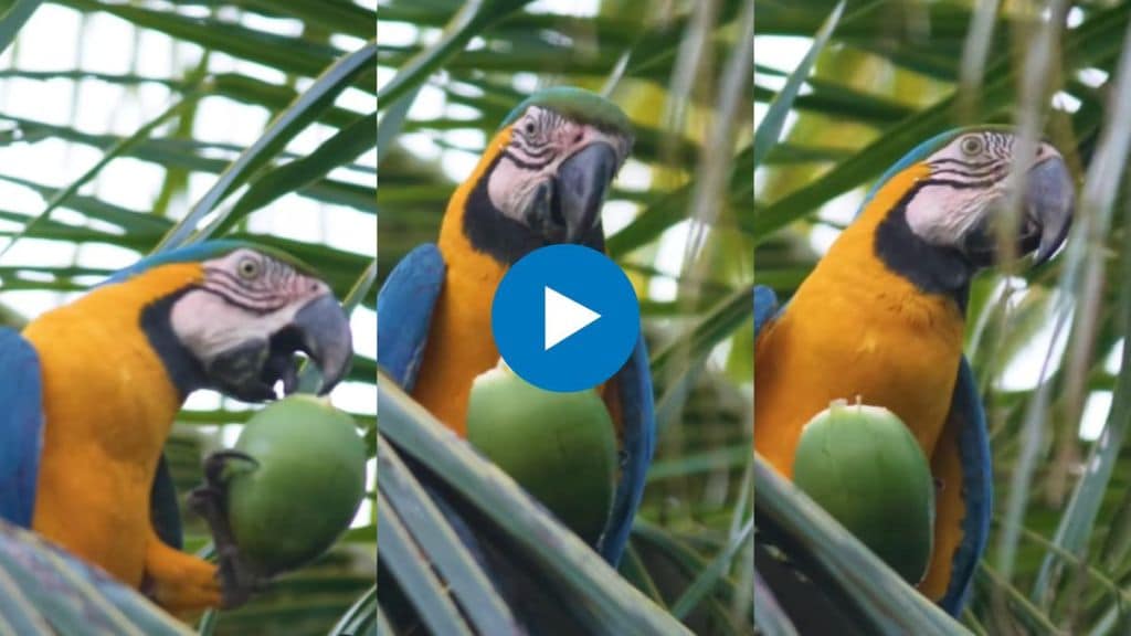 parrot drinking coconut water viral video