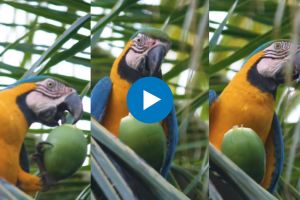 parrot drinking coconut water viral video