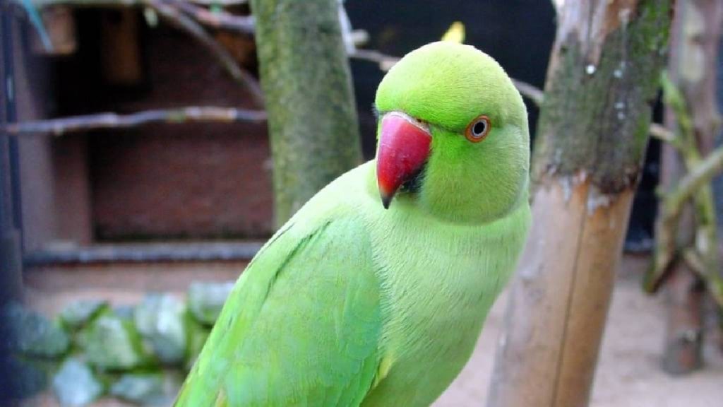 Pune, Forest Department, Seizes, Two Mountain Parrots, Arrests, Three Sellers, kothrud, marathi news, birds
