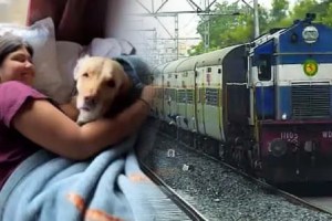 Pune Railway Station, Increase, Pet Transport, 1000 Animals Transported, January and February 2024, marathi news, train, indian railway, journey, dog, cat, paws, puppy, kitten,