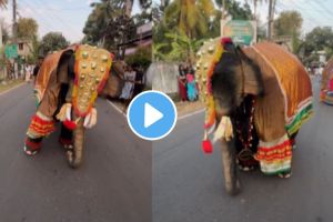 elephant dance video goes viral