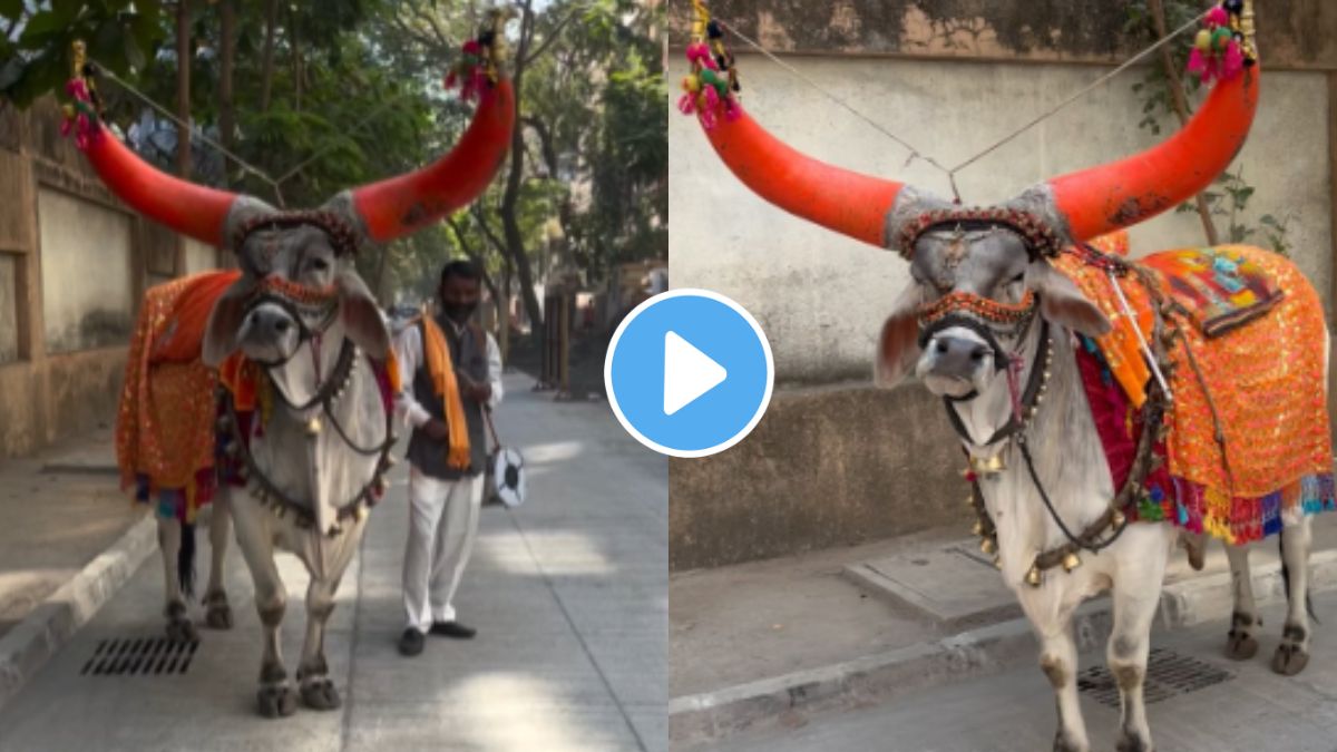 A decorated nandi bail video goes viral on social media