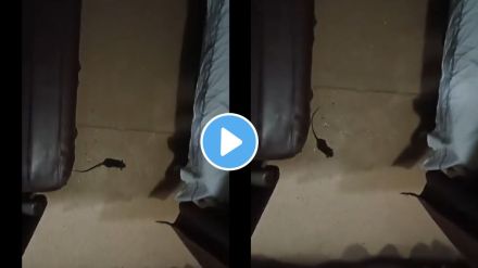 Viral video of a rat in trains AC coach Woman shares video on social media Railways responds
