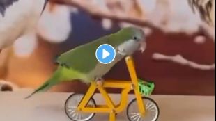 Parrot riding a bicycle