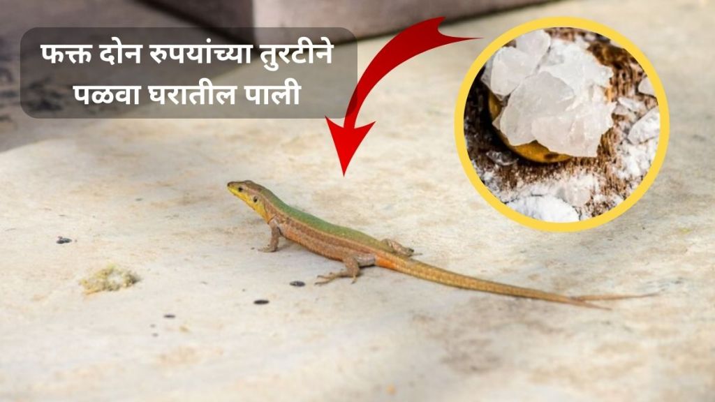 How to Get Rid of Lizards at Home