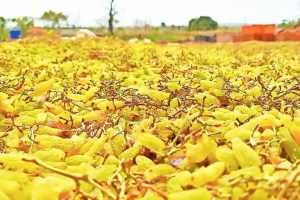 20 thousand tons raisin production likely to drop due to Lack of quality grapes