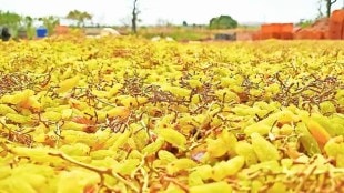 20 thousand tons raisin production likely to drop due to Lack of quality grapes