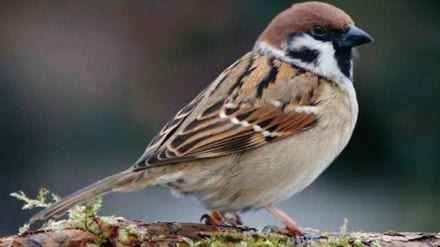 survey has revealed that 15 percent of the houses in the city do not even have a sight of sparrows