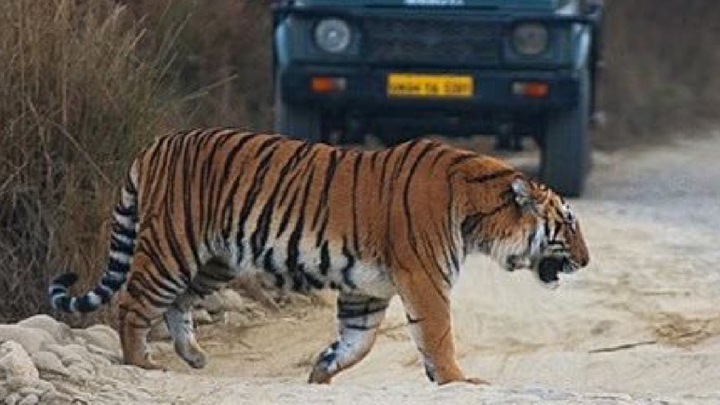 Loksatta anvyarth Controversial tiger poaching in Jim Corbett National Park Supreme Court