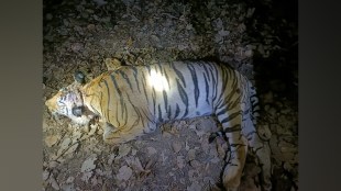 Gondia Forest Division, Decomposed Body tiger, Tiger Found Dead, Vidarbha, 10 Days, Palandur and Dakshina Deori forest, nagpur, bhandara, jungle, forest department, environment, hunt, marathi news, maharashtra, accident,