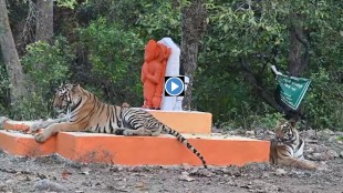 viral video, Two Tigers, Ramdegi Temple, Tadoba Andhari, Tiger Reserve, lord hanuman temple,