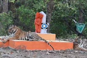 viral video, Two Tigers, Ramdegi Temple, Tadoba Andhari, Tiger Reserve, lord hanuman temple,