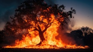 Uran, Mango Trees Burn, Forest Fire, chirner, Farmers, Demand Compensation, Hundreds of Trees, marathi news,
