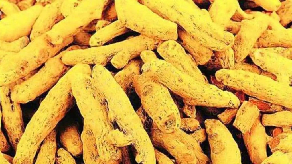 turmeric highest price of rs rs 38450 per quintal turmeric market price today in sangli