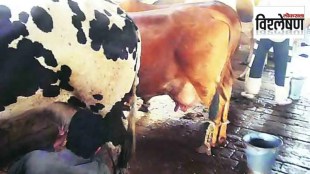 loksatta analysis maharashtra government scheme to give subsidy rs 5 per liter for cow milk stalled