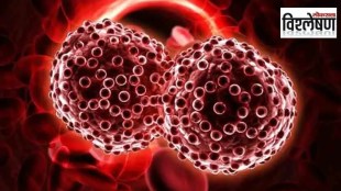 loksatta analysis car t cell therapy effective treatment on blood cancer