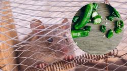 Jugaad : फक्त चार हिरव्या मिरच्या अन् पळवा घरातील उंदीर, जाणून घ्या भन्नाट उपाय