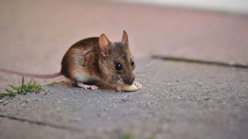 how to get rid of mouse at home