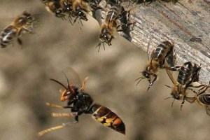 Bee attack on wrestling ground near Patan karad