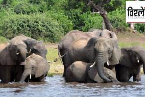 Botswana threatening Germany to send elephants