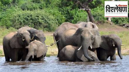Botswana threatening Germany to send elephants