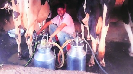 Loksatta lokshivar Agriculture Business Milk business animal husbandry