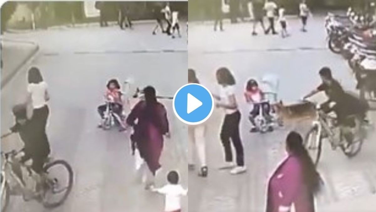 Dog Attack Video