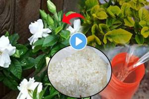 Use This Epsom Salt Looking Like Rice For Flower Plants Anant Mogra Jaswandi