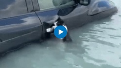 पुराच्या पाण्यात बुडणाऱ्या मांजरीची जीव वाचवण्यासाठी धडपड! कारच्या दरवाजाच्या हँडलला लटकून….पाहा थरारक Video