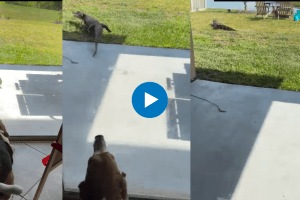 Florida woman’s pet dog scares off alligator Nail-biting video is viral
