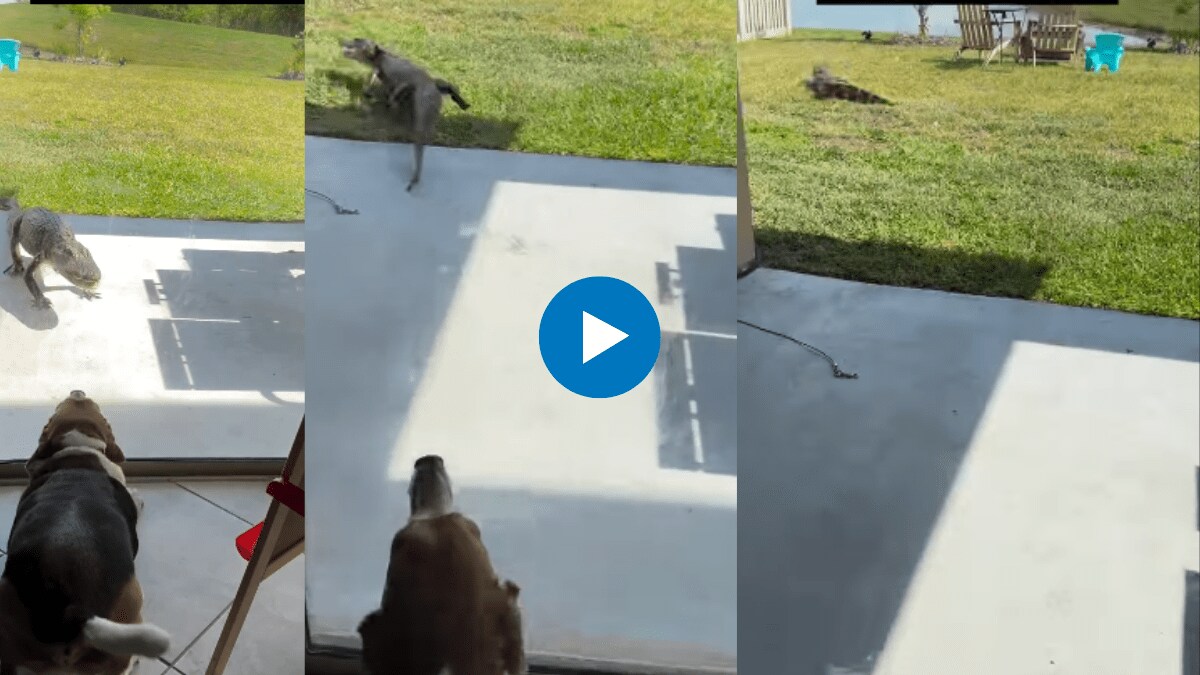 Florida woman’s pet dog scares off alligator Nail-biting video is viral