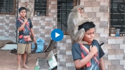 चिमुकल्यावर माकडाचा हल्ला! खांद्यावर चढून थेट….पाहा थरारक Viral Video