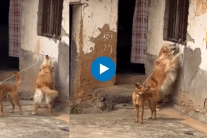 A dog's struggle to save its best friend the viral video