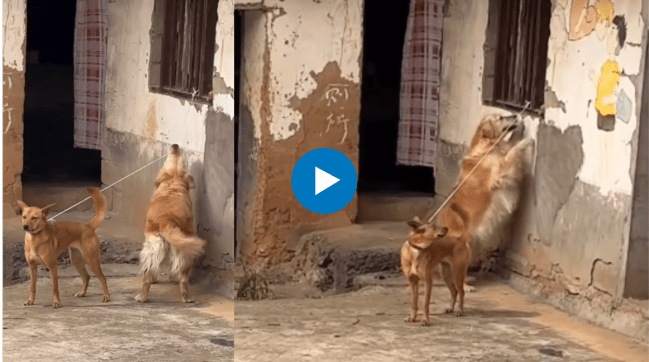 A dog's struggle to save its best friend the viral video